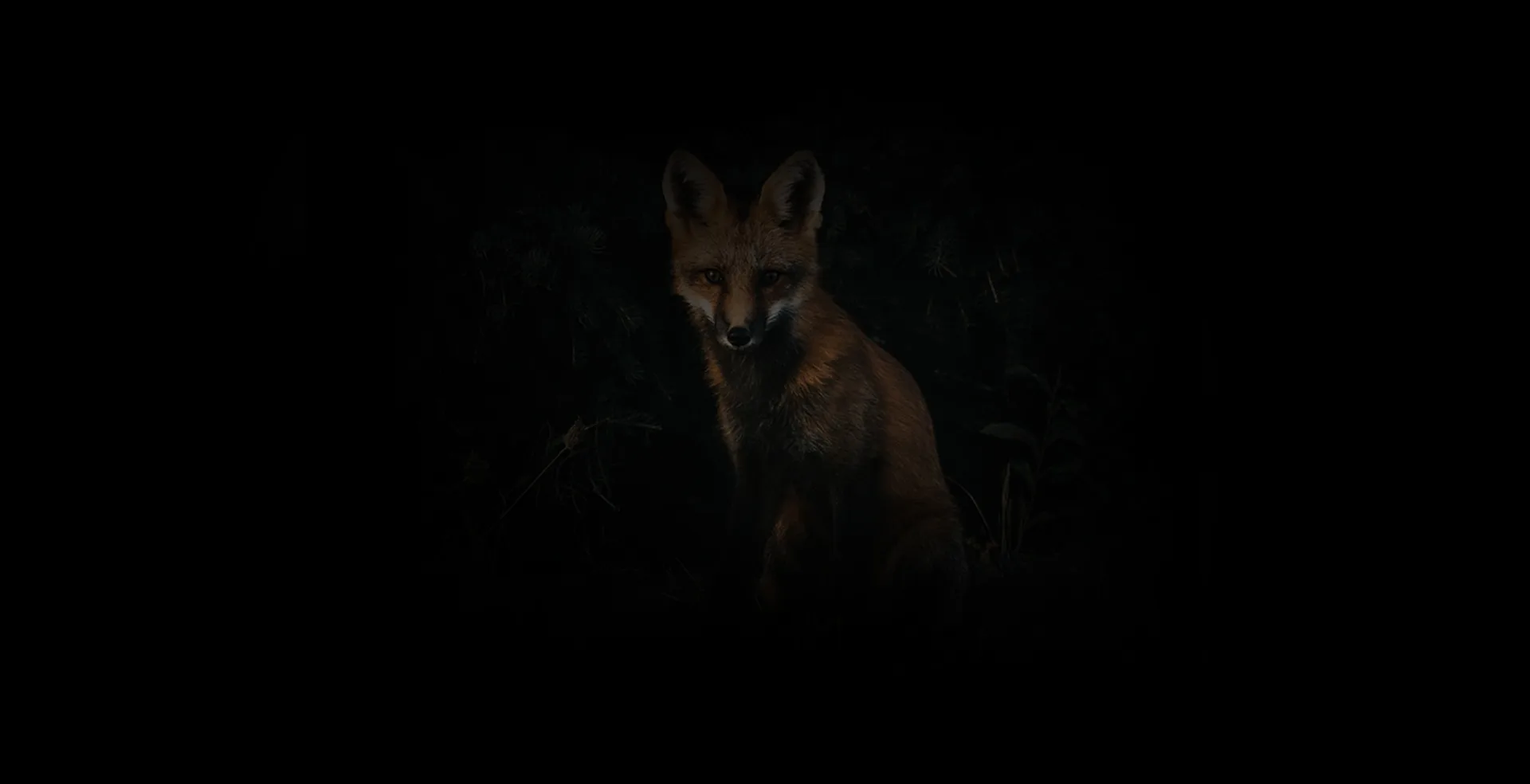 Red Fox Goods brand cover
